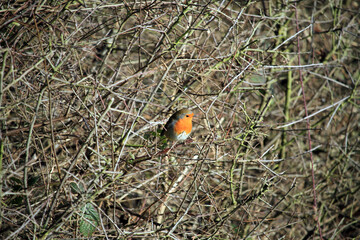 Robin Perched in a Bush