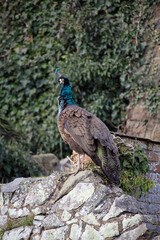peacock in the park