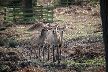 deer in the woods