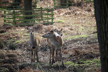 deer in the woods