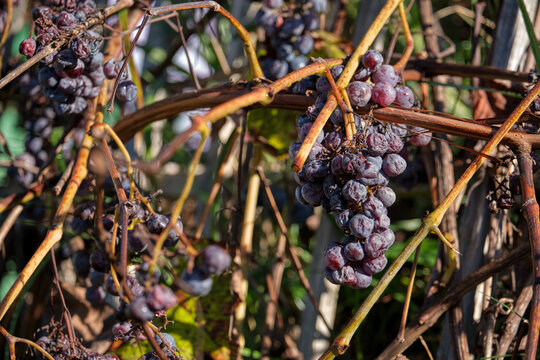 Grapevines with ripe and ripening grapes in warm sunlight, symbolizing seasonal harvest and sustainable agriculture - Powered by Adobe
