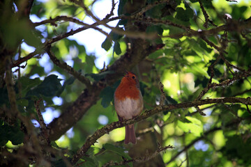 Robin Singing on a Branch