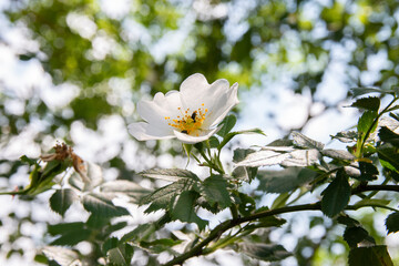 Fleur d'églantier attaquée par des méligèthes de colza