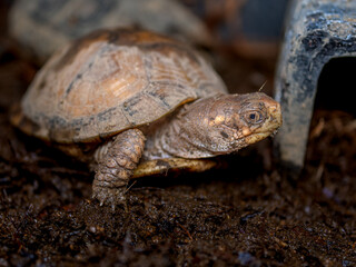 ミツユビハコガメのアップ