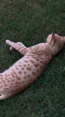 Orange cat lying on green grass in the garden relaxing