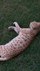Orange tabby cat stretches out on the green grass in the yard