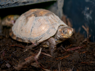 ミツユビハコガメのアップ