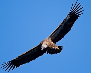 Griffon Vulture - Gyps fulvus, Crete