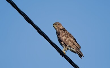 A Common Buzzard - Buteo buteo on Crete, Greece