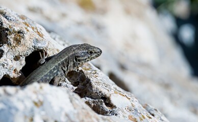 Cretan Wall Lizard - Podarcis cretensis, Crete