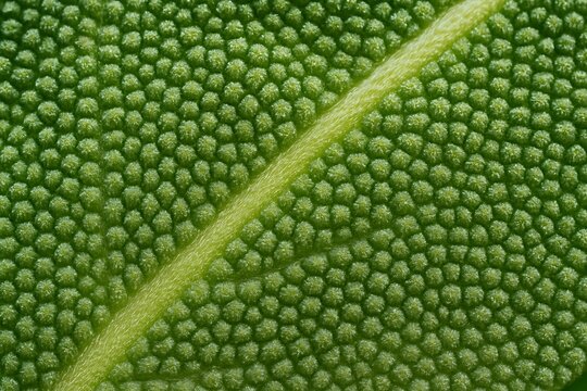 Macro close-up of sage leaf surface, showing detailed texture and vibrant green tones, perfect for herbs, cooking, and natural ingredient concepts