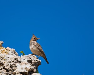 Crested Lark (Galerida cristata), Crete