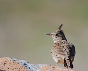 Crested Lark (Galerida cristata), Crete