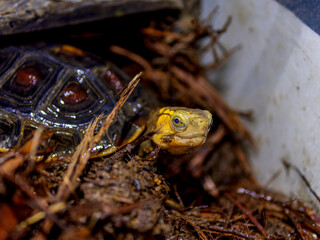 セマルハコガメのアップ