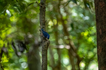 A small, vibrant blue bird with a red beak, identified as a Velvet-fronted Nuthatch. A small, vibrant blue bird with a red beak, identified as a Velvet-fronted Nuthatch, clings headfirst to the rough 