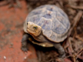 セマルハコガメのアップ