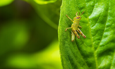 Macro green grasshopper perched on a leaf close up,A close-up shot of a small, bright green grasshopper perched on a large leaf.