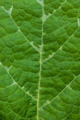Macro pumpkin leaf texture,fresh pumpkin leaf abstract background with visible leaf fibers.