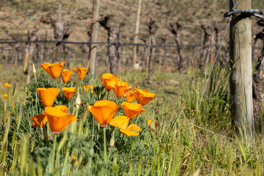 Flores em meio ao parreiral