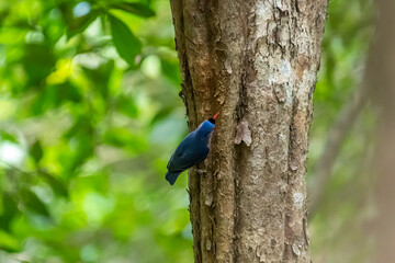 A small, vibrant blue bird with a red beak, identified as a Velvet-fronted Nuthatch. A small, vibrant blue bird with a red beak, identified as a Velvet-fronted Nuthatch, clings headfirst to the rough 