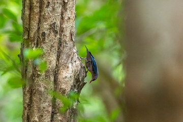 A small, vibrant blue bird with a red beak, identified as a Velvet-fronted Nuthatch. A small, vibrant blue bird with a red beak, identified as a Velvet-fronted Nuthatch, clings headfirst to the rough 