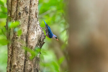 A small, vibrant blue bird with a red beak, identified as a Velvet-fronted Nuthatch. A small, vibrant blue bird with a red beak, identified as a Velvet-fronted Nuthatch, clings headfirst to the rough 