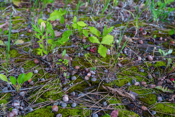 森の地面に落ちたドングリと苔の風景