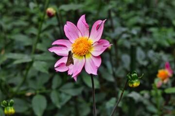 ピンクのダリア