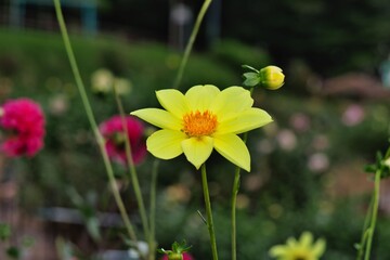 黄色いダリア