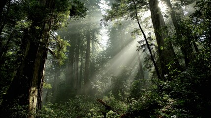 Serene forest landscape with sunlight streaming through tall trees