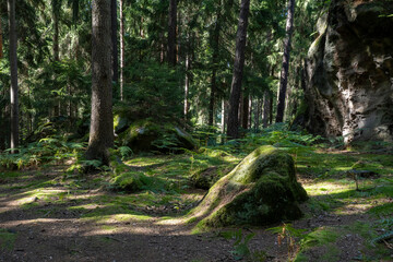 Wald und Felsen prägen die Landschaft der Nikolsdorfer Wände im Elbsandsteingebirge