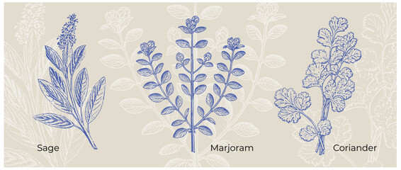 Sage Coriander botanical poster vintage floral wall print