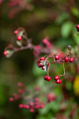 Fototapeta premium Red berries of autumn Fall on branches of a bush taken close up and in soft light