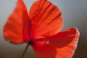 red poppy flower in a meadow in Yorkshire, England, taken close up and from a low angle