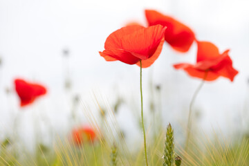 Obraz premium Red poppies in a field in Yorkshire, England taken from close-up and low angle view