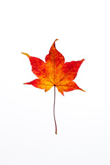 Red russet yellow autumn leaf as a single portrait against white background
