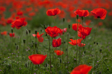 Red poppies in a field in Yorkshire, England taken from close-up and low angle view