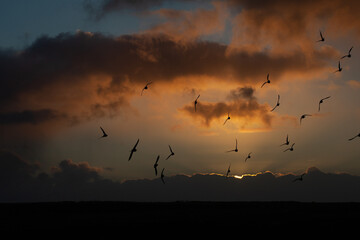 Winter morning golden sunrise lights up clouds and with silhouettes of seabirds, taken at Flamborough Headland an important nature and wildlife location in East Yorkshire, England, UK