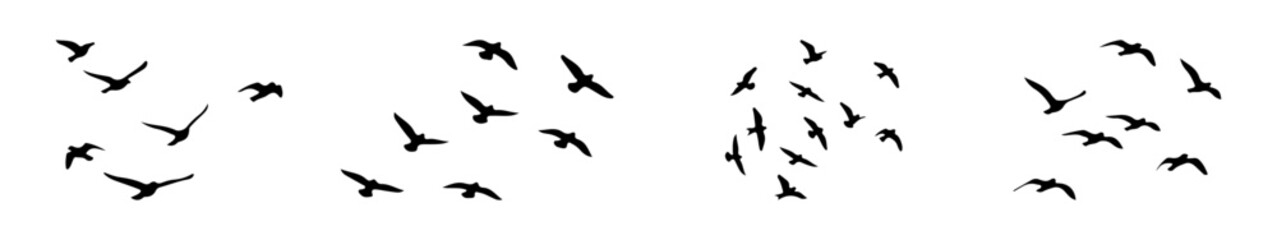 Obraz premium Flying birds silhouettes set. Minimal bird silhouettes, flight poses, tattoo and nature design.