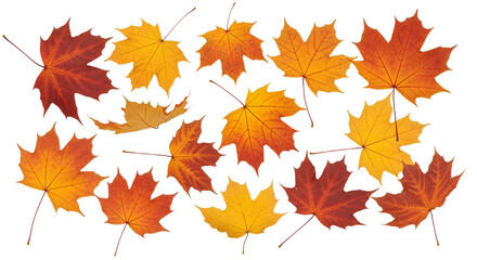 Fototapeta premium Autumn's Golden Embrace: Vibrant Maple Leaves Scatter Against a Pure White Backdrop, Symbolizing Seasonal Change and Natural Beauty