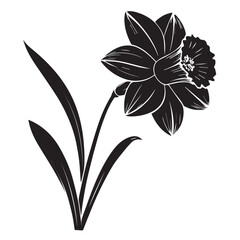 Elegant daffodil botanical outline, perfect for spring designs and creative floral projects