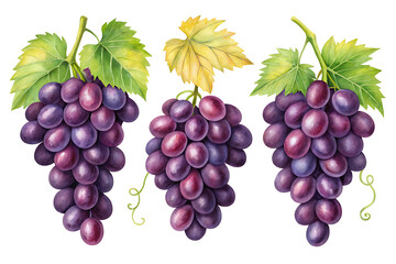 Fototapeta premium Three bunches of ripe purple grapes with green leaves