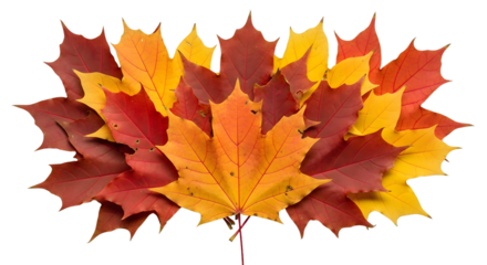Vibrant Autumn Maple Leaves Display a Rich Palette of Red, Orange, and Yellow, Symbolizing the Beauty and Warmth of the Fall Season