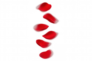 Red rose petals falling, creating a romantic and elegant transparent overlay for celebration and love designs
