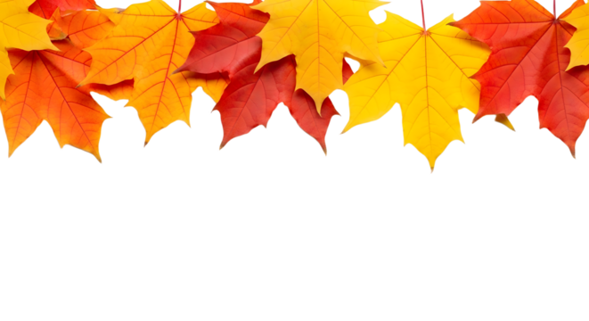 Vibrant Autumn Maple Leaves Border on White, Symbolizing Fall Season, Harvest, and Cozy Transformations