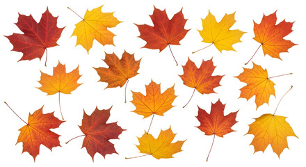 Fototapeta premium Vibrant Autumn Maple Leaves Collection: A Colorful Array of Fall Foliage, Perfect for Seasonal Designs and Nature-Inspired Themes