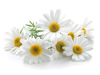 Obraz premium bouquet of fresh chamomile flowers with green leaves on white background