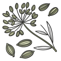 dill seed