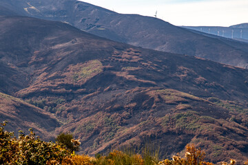 Verbrannte Landschaft in Galicien in Spanien am Jacobsweg