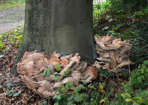 Meripilus giganteus is a polypore fungus, causes a white rot in broadleaved trees such as beech, Abies, Picea, Pinus, Quercus and Ulmus trees